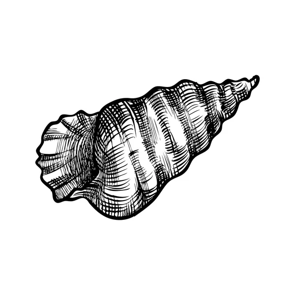 白い背景の貝殻 — ストックベクタ