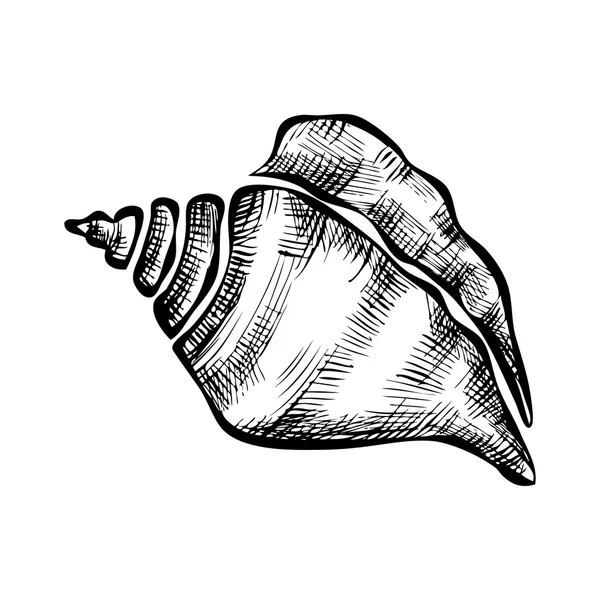 Морська мушля на білому тлі — стоковий вектор