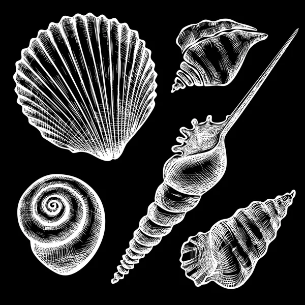 组的各种 seashelsl — 图库矢量图片