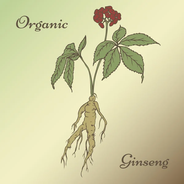 Ginseng panax schets — Stockvector