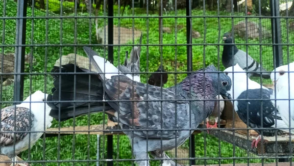 Bir kafesin içine tüneyen süs güvercinlerinin yakın görüntüsü.