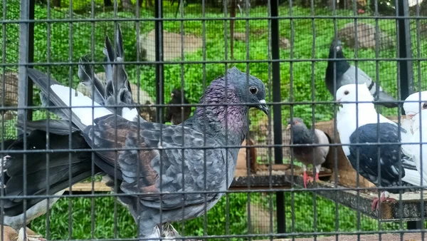 Bir kafeste, açık hava dinlenme alanında, çeşitli süs güvercinleri (bir tür tavuk)..