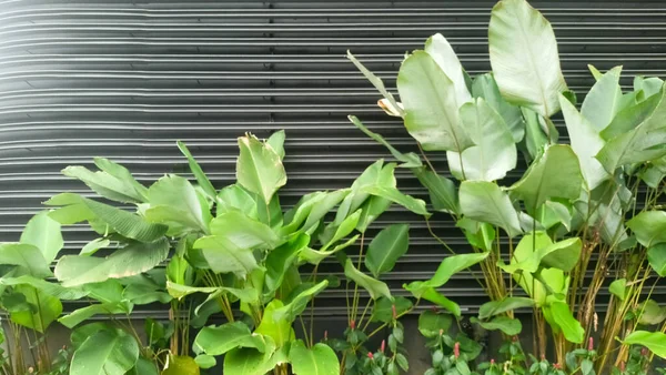 Bahçedeki yeşil yapraklar