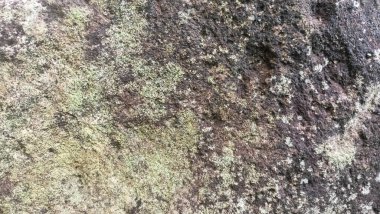 İnce yosunlarla kaplı bir duvarın yüzey dokusu ve yayılan beyazımsı yeşil küf..