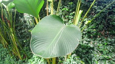 Ormanda yeşil yapraklar