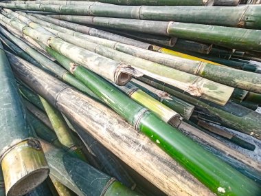 İnşaat alanında yapı iskelesi ya da biçimlendirme için kullanılan yeşil ve sarı bambu direkleri yığını..