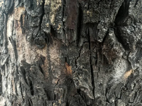 Çam ağacının kabuğuna yakın, dokusu