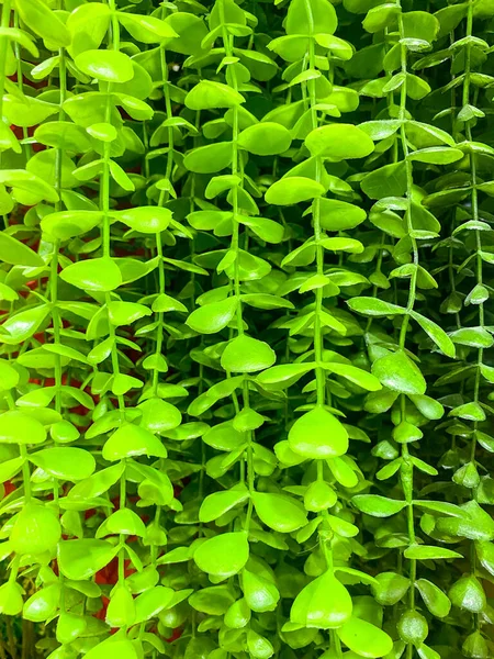 Küçük, parlak yeşil plastik yapraklardan oluşan yoğun bir düzenleme arka plan görevi görüyor..