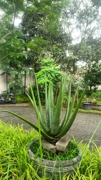 Güzel botanik fotoğrafı, doğal duvar kağıdı.