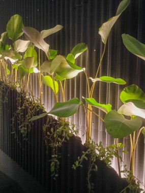 Yeşil yapraklar yukarı doğru büyüyor, ışık tarafından vurgulanıyor, duvarın önünde..