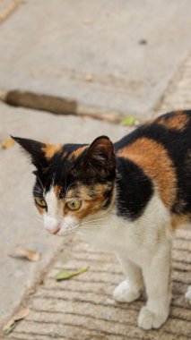 Siyah, turuncu ve beyaz smokinli Calico kedisi taşlı bir sokakta dikiliyor..