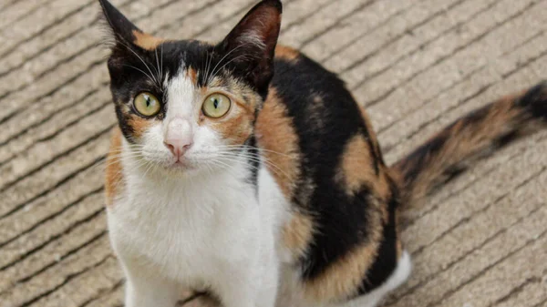 Tuxedo Calico kedisine yakın çekim yüzü, ilginç bir ifadeyle, ileriye bakıyor.