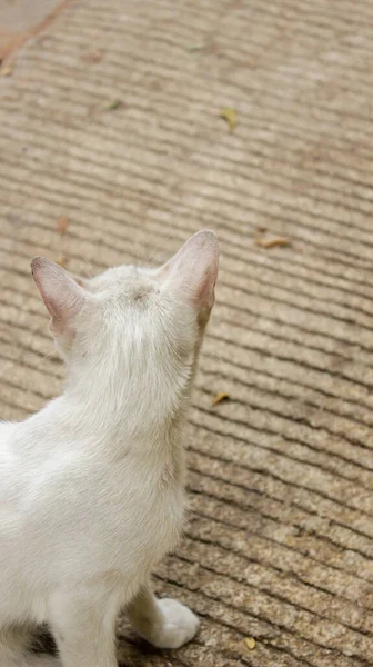Sade beyaz yetişkin kedi asfalt yolda oturuyor, sakin bir ifadeyle yan yana..