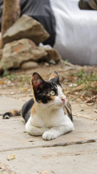Siyah, turuncu ve beyaz smokinli Calico kedisi asfalt yolda dinleniyor..