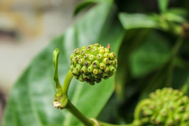 Genç noni veya Hint dut meyvesi (Morinda citrifolia), çevreleyen yeşil yapraklarla birlikte bir dal ucunda yetişir..