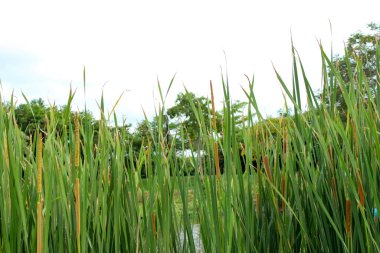 Bir sıra yeşil ve kahverengi kedi kuyruğu (Typha) su bitkileri, görünür su bir bakış ve uzakta yemyeşil ağaçlar.