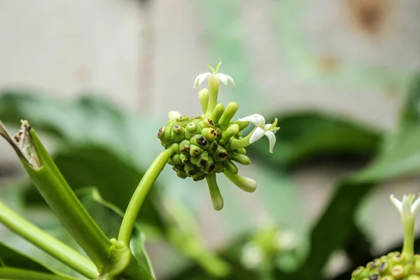 Small white flower on the young, green fruit of the noni or Indian mulberry plant (Morinda citrifolia), growing on a branch tip.