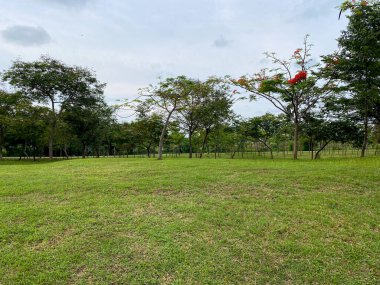 Manikürlü yeşil çimlerin geniş görünümü arka planda gölgeli Flamboyant (Delonix regia) ağaçları çizgisi ile.
