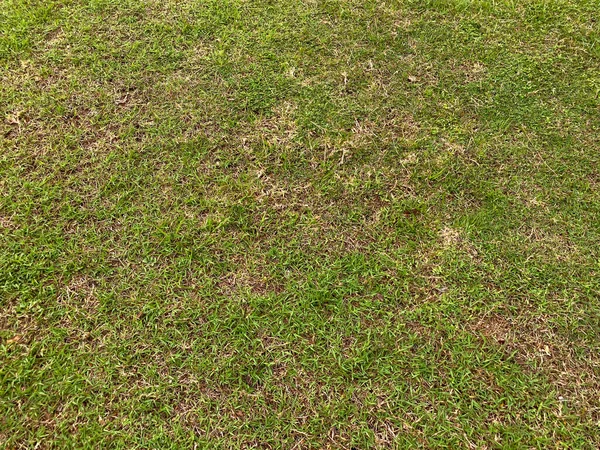 Close-up texture of a thick green grass field, Zoysia grass (Zoysia matrella), with some brown patches of soil, indicating a manicured recreation area.
