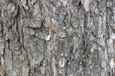 Kırık, pürüzlü ve yosunlu kahverengi ağaç kabuğunun (muhtemelen Tamarind veya Trembesi ağacı) yakın çekim dokusu buruşuk ve eski.