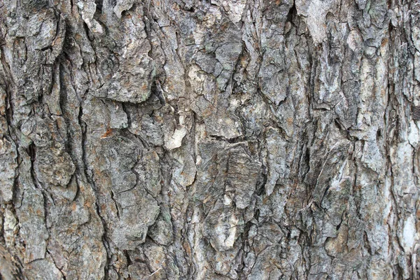 Kırık, pürüzlü ve yosunlu kahverengi ağaç kabuğunun (muhtemelen Tamarind veya Trembesi ağacı) yakın çekim dokusu buruşuk ve eski.