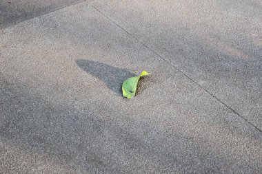 Kaba desenli beton zemin yüzeyine düşen yeşil bir yaprak, tek bir gölge barındırıyor..