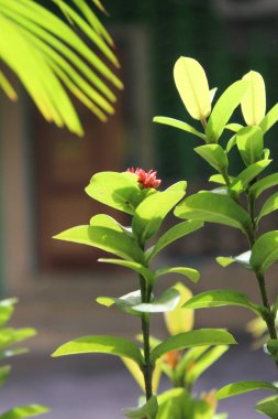 Orman sardunyası (Ixora coccinea) üzerinde koyu yeşil yapraklar ve pembe çiçek tomurcukları olan bir bitki..