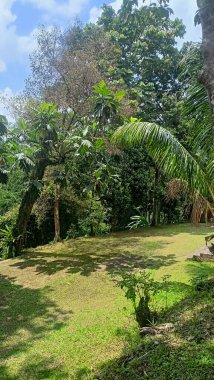 Artocarpus altilis 'in gölgesinin altındaki büyük yeşil çimenlik alan. Ekmek meyvesi ağaçları ve hindistan cevizi ağaçları..