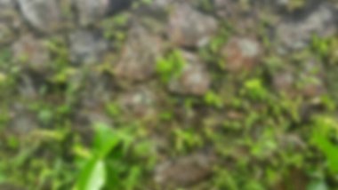 Soyut arka plan odak dışıdır. Dağ doğal taş düzenleme duvarının dokusu Nephrolepis kordifolia eğreltiotu ve çeşitli yeşil tırmanma bitkileriyle kaplıdır..