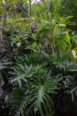 Bereketli Philodendron bipinnatifidum süs bitkileri. Açık hava tropikal bahçesinde tırtıklı yeşil yapraklar..