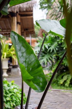 Alocasia makro hizos ya da bambu tarzı bir kafenin avlusunda büyüyen siyah saplı dev taro bitkisi..