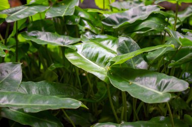 Philodendron Burle Marx süs bitkisi nemli bir tropikal bahçede parlak yeşil yapraklarla sulu büyür..