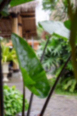 Soyut arkaplan odak dışı. Alocasia makro hizos ya da bambu tarzı bir kafenin avlusunda büyüyen siyah saplı dev taro bitkisi..