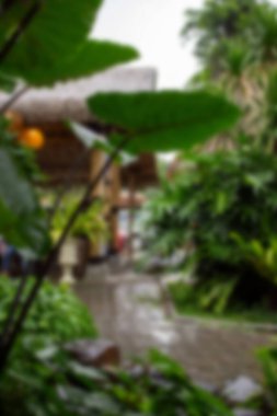 Soyut arkaplan odak dışı. Büyük yapraklı Colocasia süs bitkilerinin tropikal bir bahçede yağmur suyuna maruz kalmış ıslak bir yol üzerindeki görüntüsü.