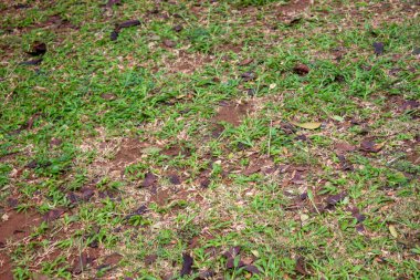 Axonopus 'un sıkıştırdığı çimenler nemli kırmızı toprakta dengesiz bir şekilde büyüyor..