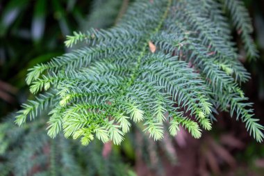 Araucaria Heterofilla ağacının yumuşak iğne şeklinde yaprak yapısına sahip parlak yeşil taze filizlerinin ayrıntıları.
