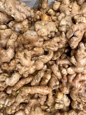 Yüksek kalite zencefilli rhizom yığını veya baharat ve geleneksel bitkisel malzemeler için karakteristik kahverengi deri dokusuna sahip Zingiber papaz..