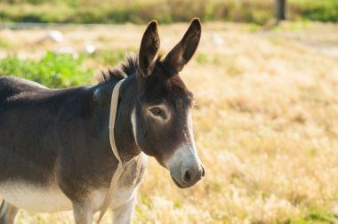 Çimenli Dağı'nda bir eşek, yakın çekim