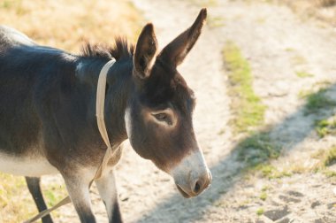 Çimenli Dağı'nda bir eşek, yakın çekim