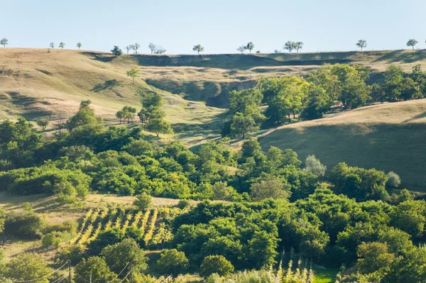 Summer landscape in the mountains and hills, Moldova — Stock Photo, Image