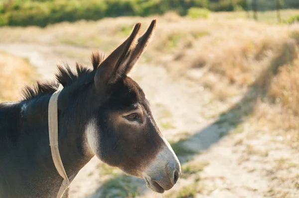 Close up of a donkey on a grassy mountain — Stock Photo, Image