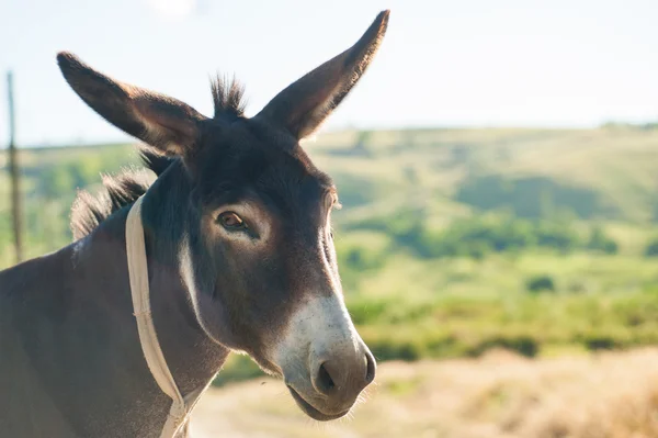 Close-up de um burro em uma montanha gramada — Fotografia de Stock