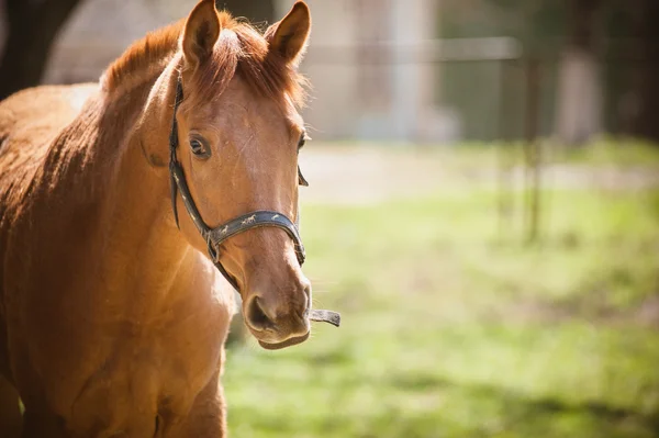 Horse — Stock Photo, Image