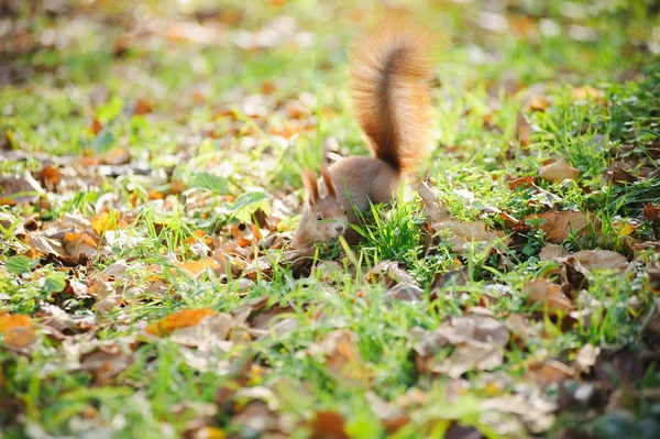 Squirrel — Stock Photo, Image