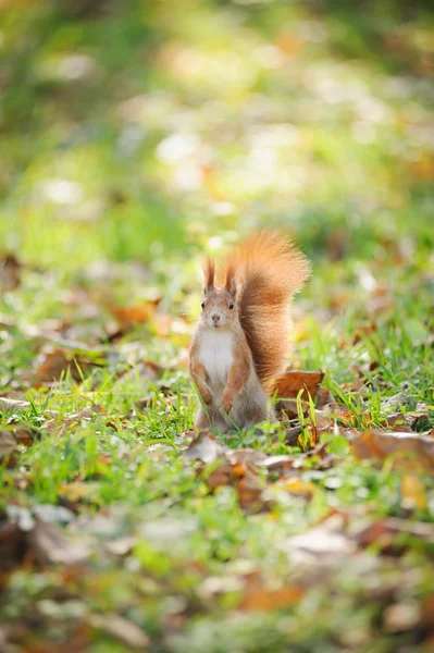 Squirrel — Stock Photo, Image