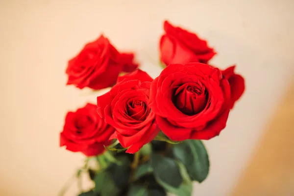 Very nice red roses — Stock Photo, Image