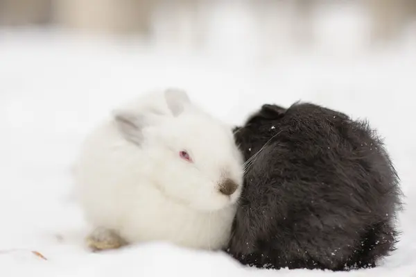 Очаровательные два кролика черно-белые цвета — стоковое фото