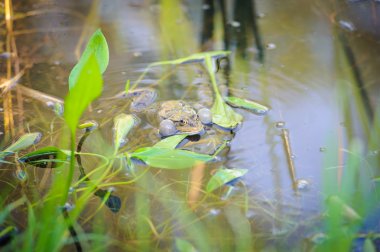 Yeşil yenilebilir kurbağa, olarak da bilinen ortak su kurbağa, su üzerinde oturur
