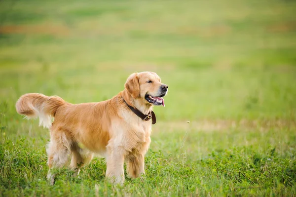 Labrador geri almak