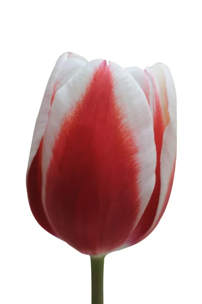 Rote Tulpenblüte — Stockfoto